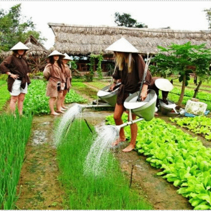 FULL DAY FARMING EXPERIENCE IN ORGANIC VEGETABLE VILLAGE