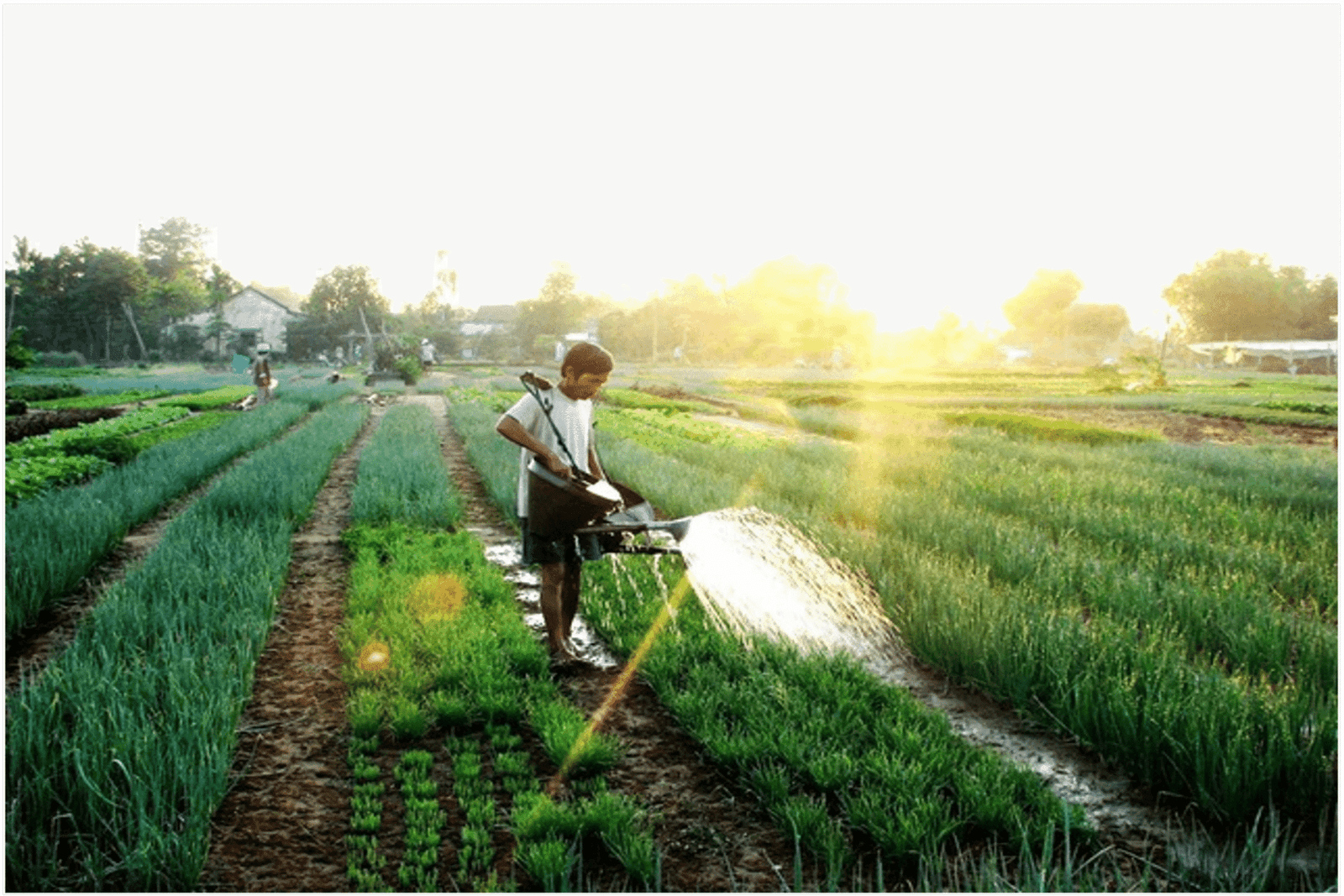 Farming.png-3 Farming.png-3