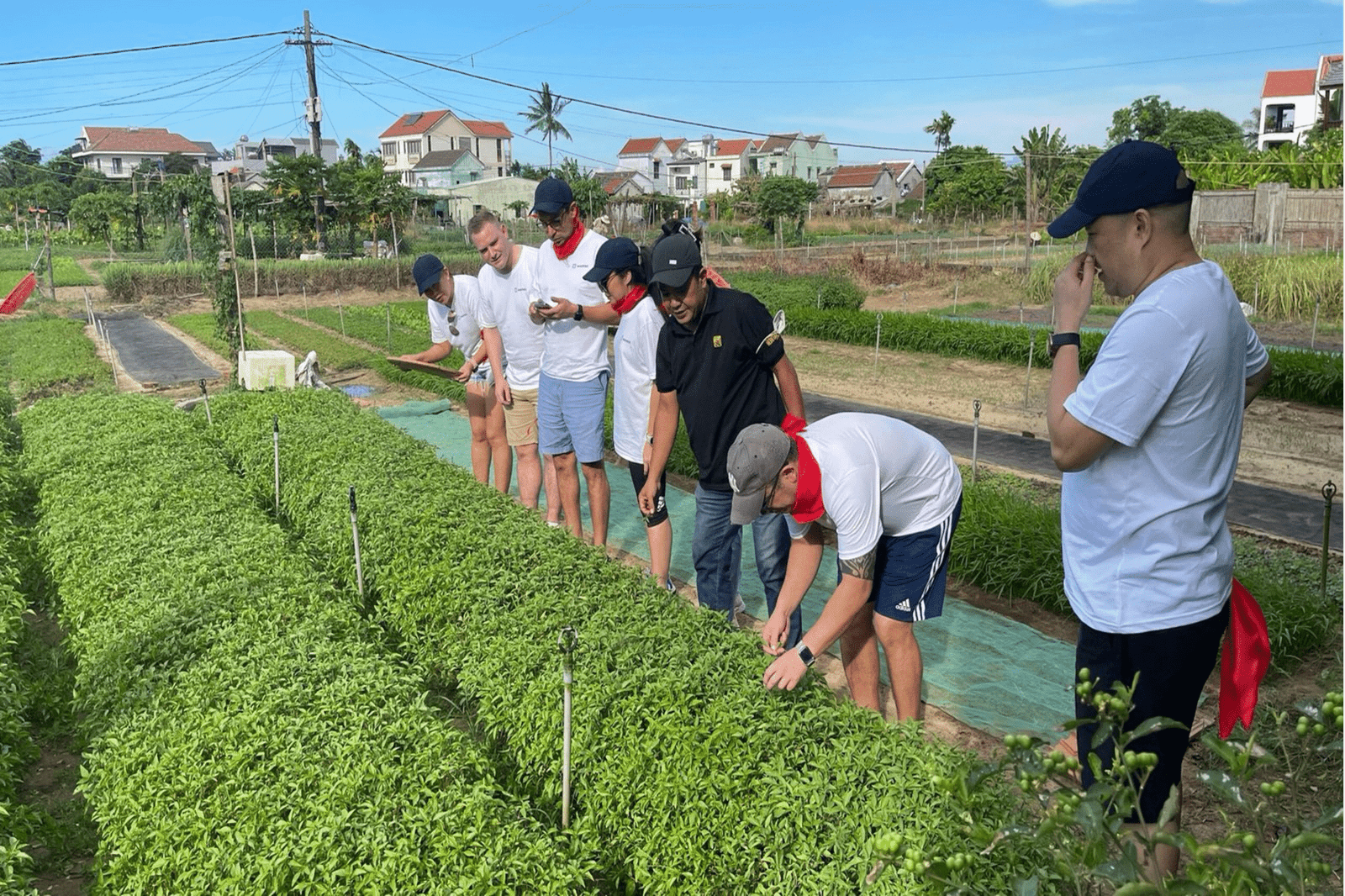 Farming.png-5 Farming.png-5