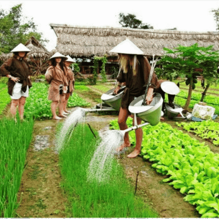 FULL DAY FARMING EXPERIENCE IN ORGANIC VEGETABLE VILLAGE experience
