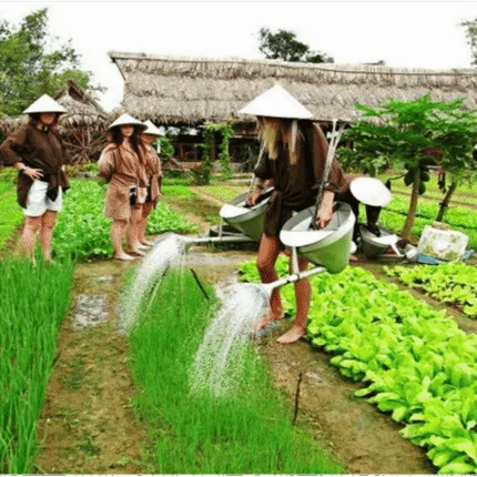 FULL DAY FARMING EXPERIENCE IN ORGANIC VEGETABLE VILLAGE experience