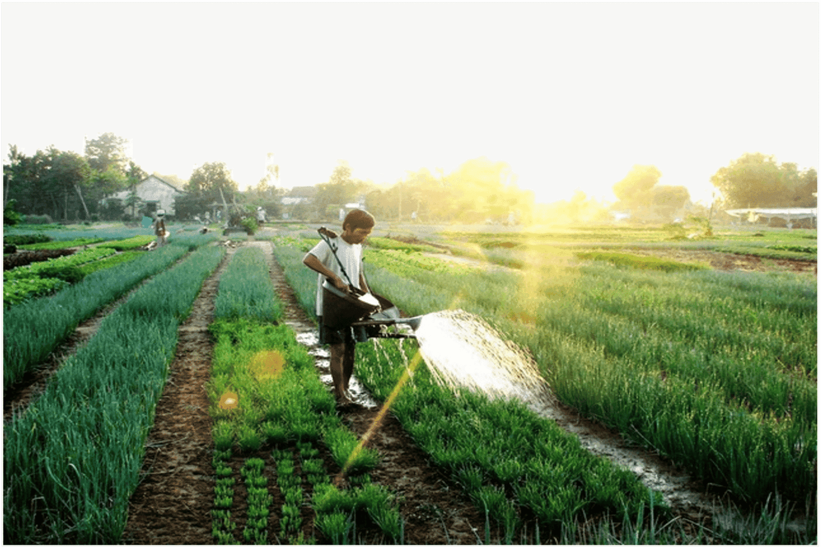 Farming.png-3 Farming.png-3