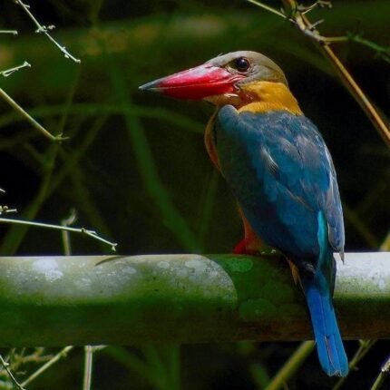 Nam Cat Tien National Park 2 Days 1 Night Private Tour from Ho Chi Minh City experience