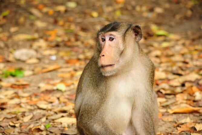 Vam Sat Mangrove Forest - Private Tour from Ho Chi Minh City